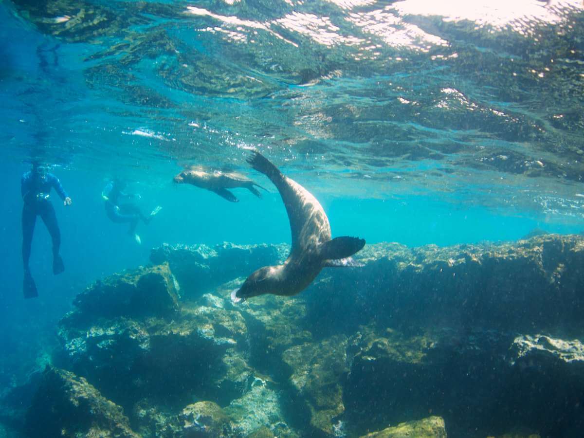 Galápagos fauna marina