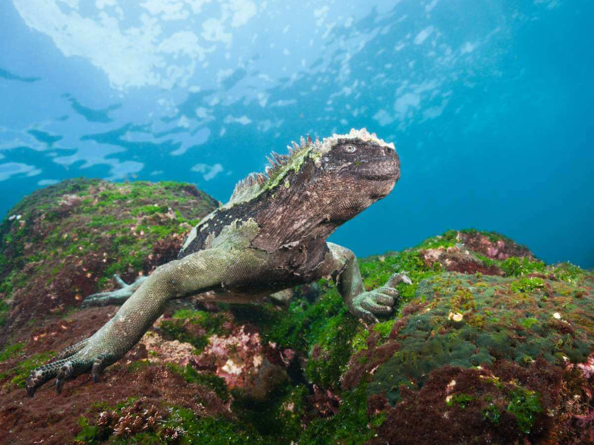Galápagos fauna marina