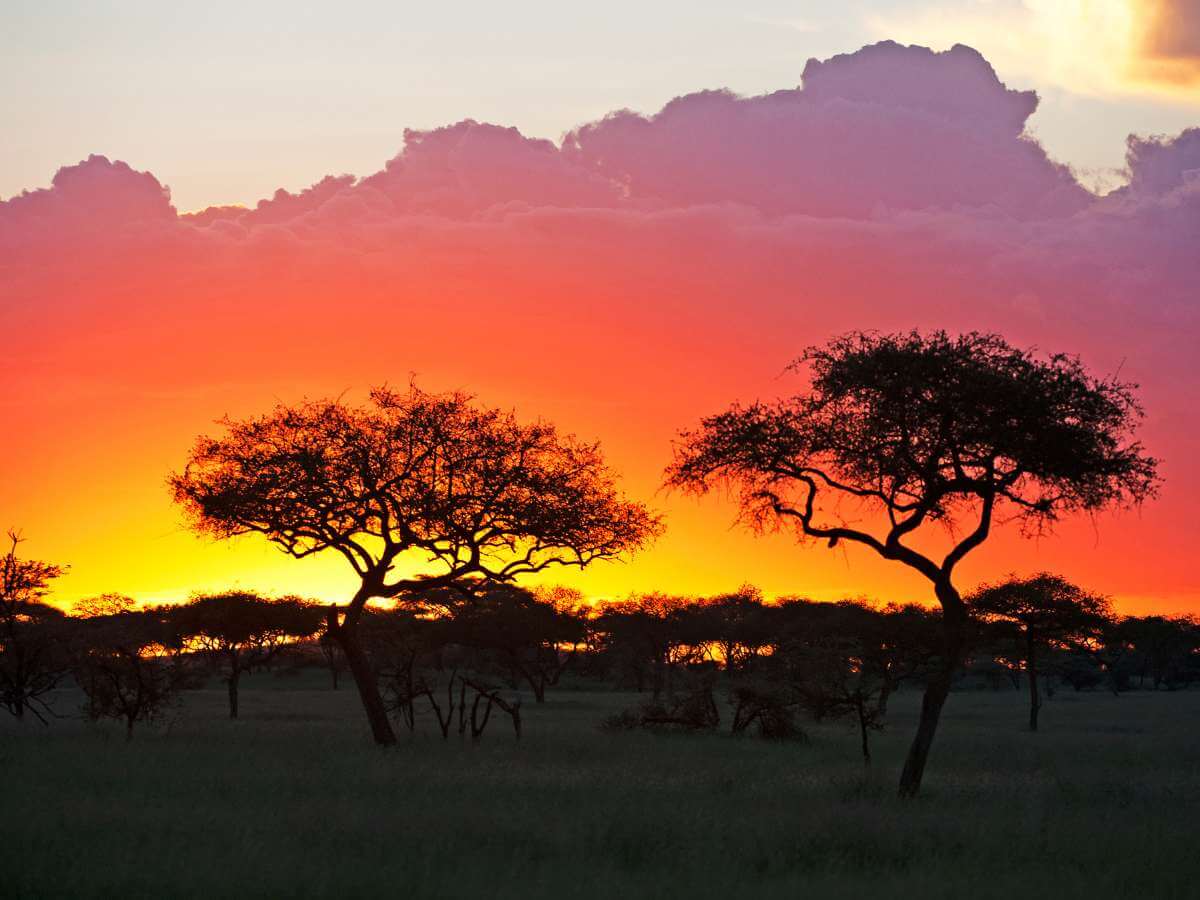 safari Serengeti animales