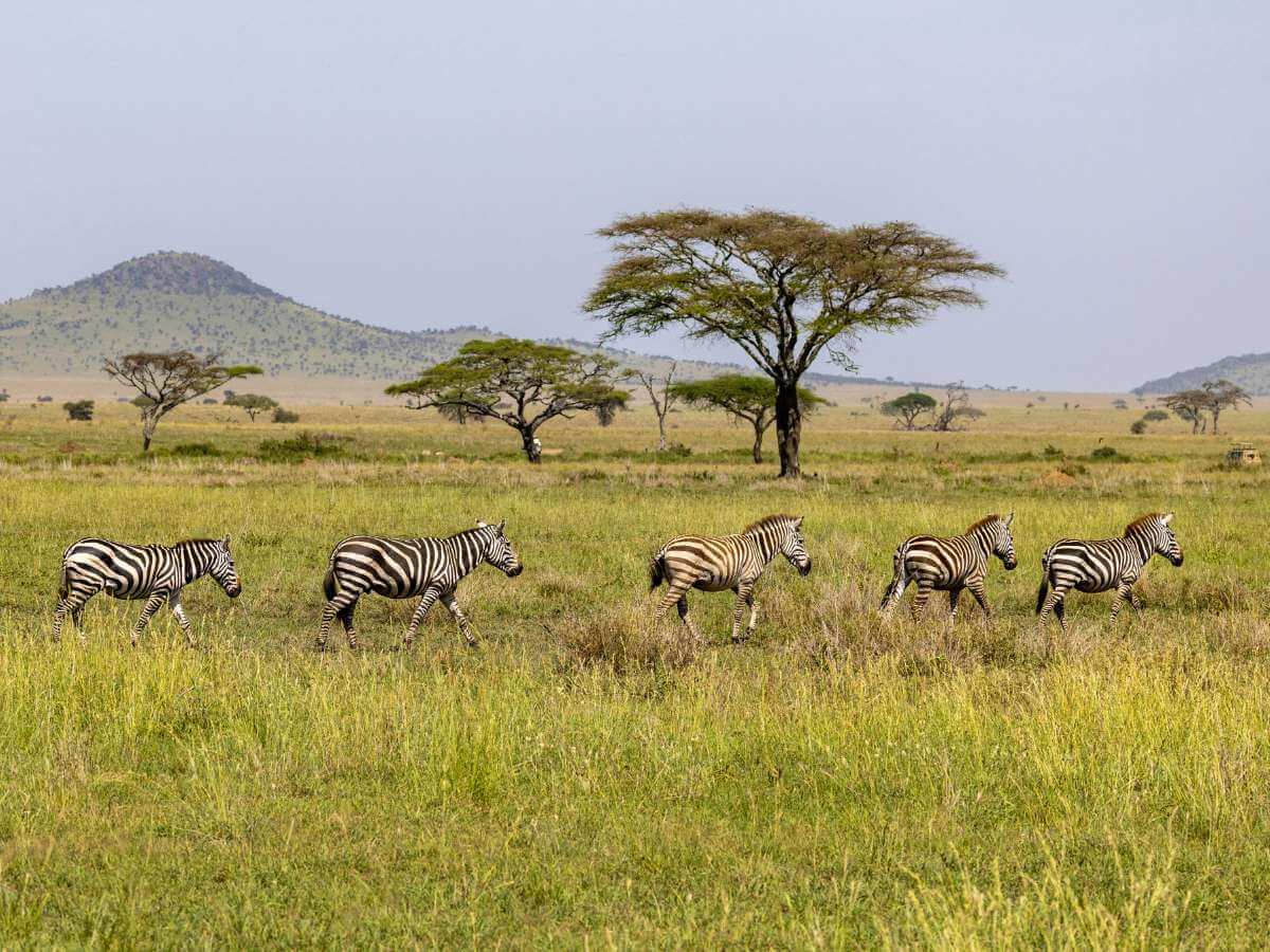safari Serengeti animales