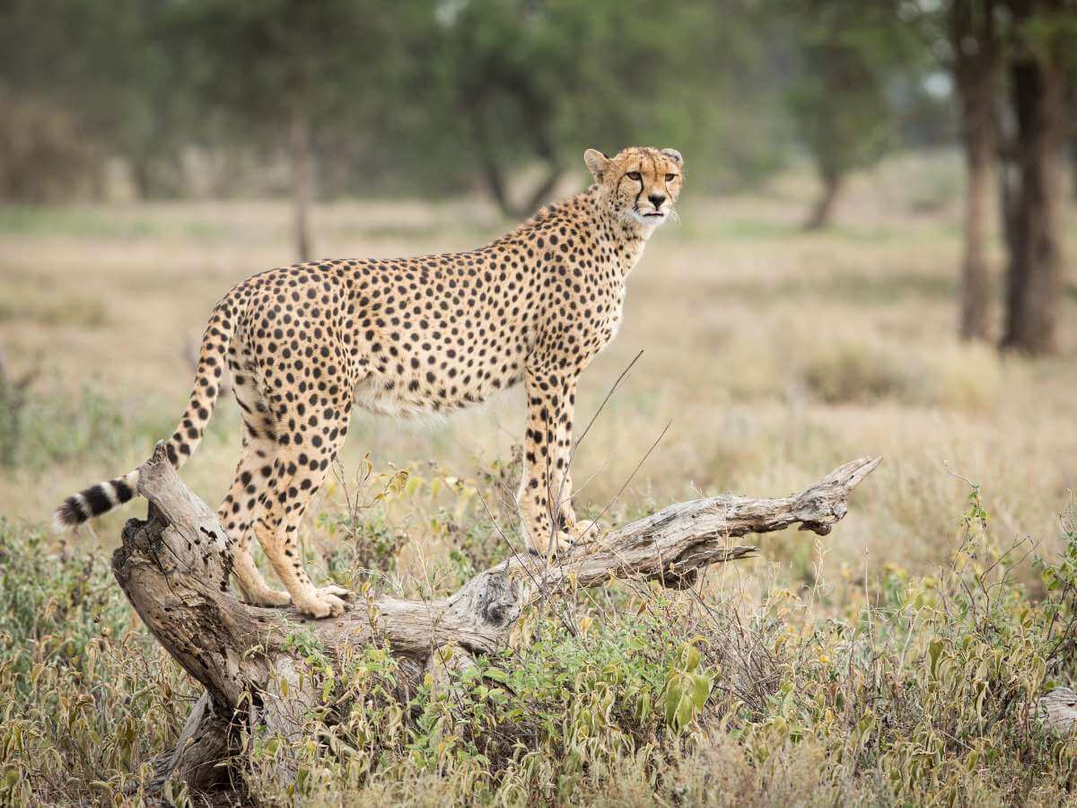 safari en el Serengeti