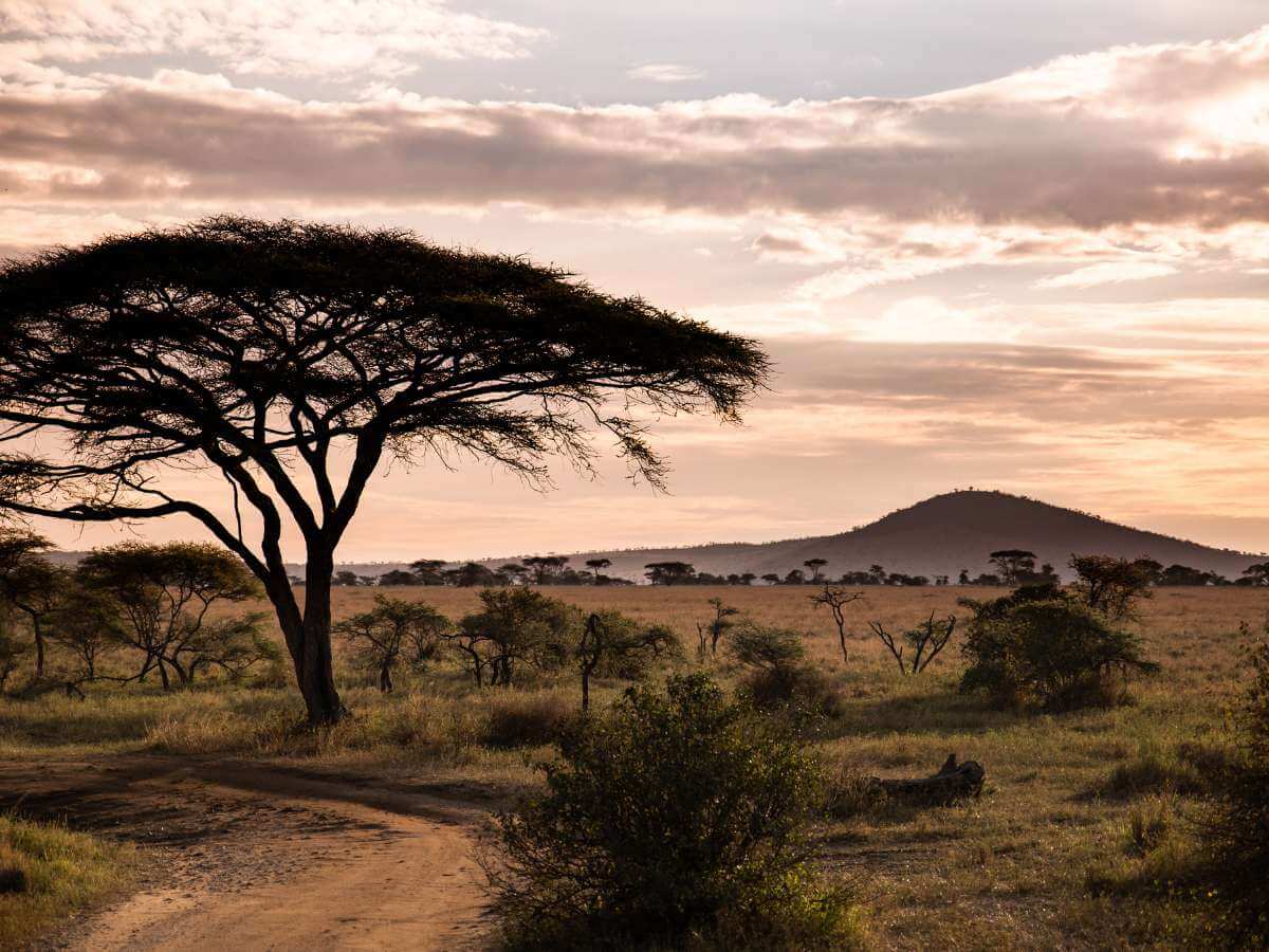 safari en el Serengeti