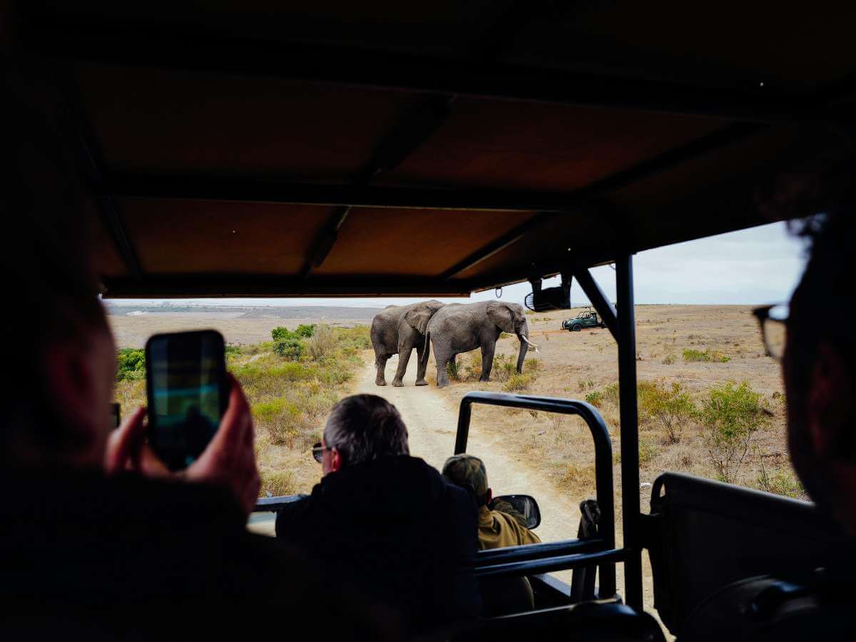 serengeti