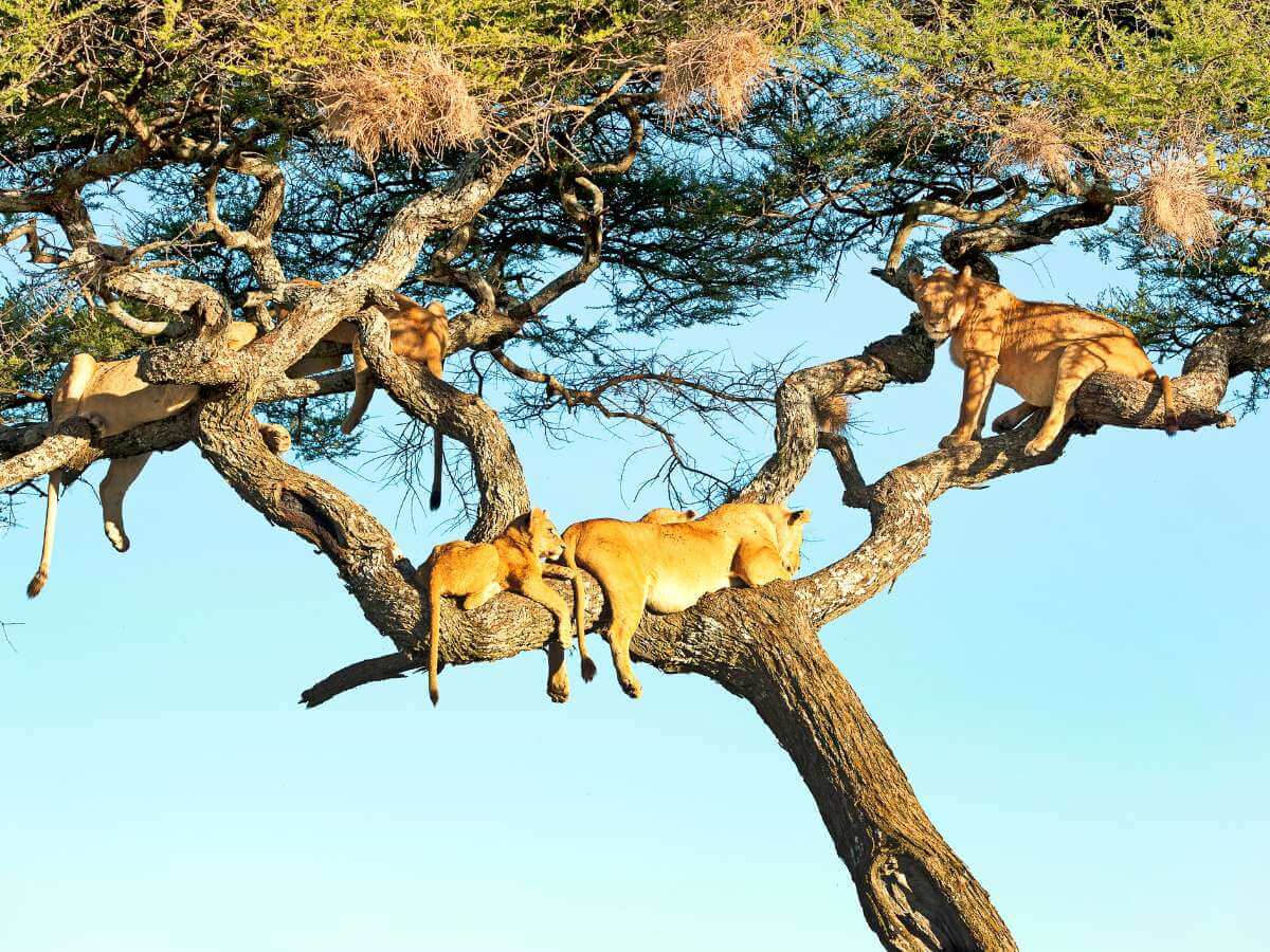 leones Serengeti