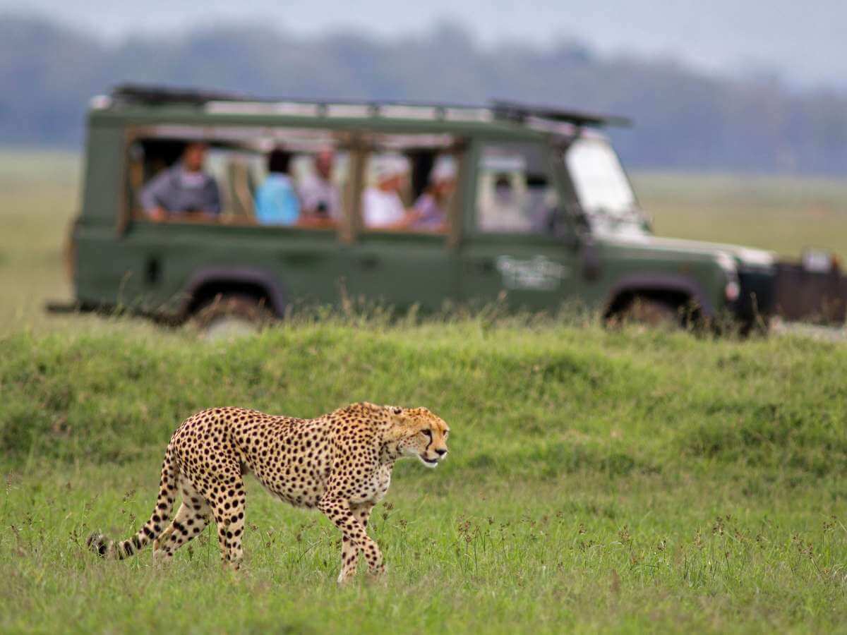 safari Serengeti animales
