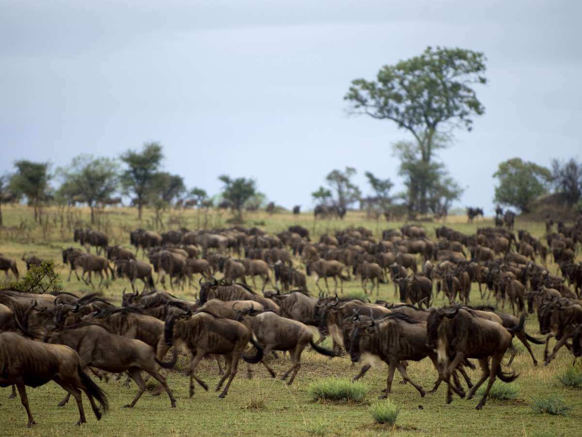 safari en el Serengeti