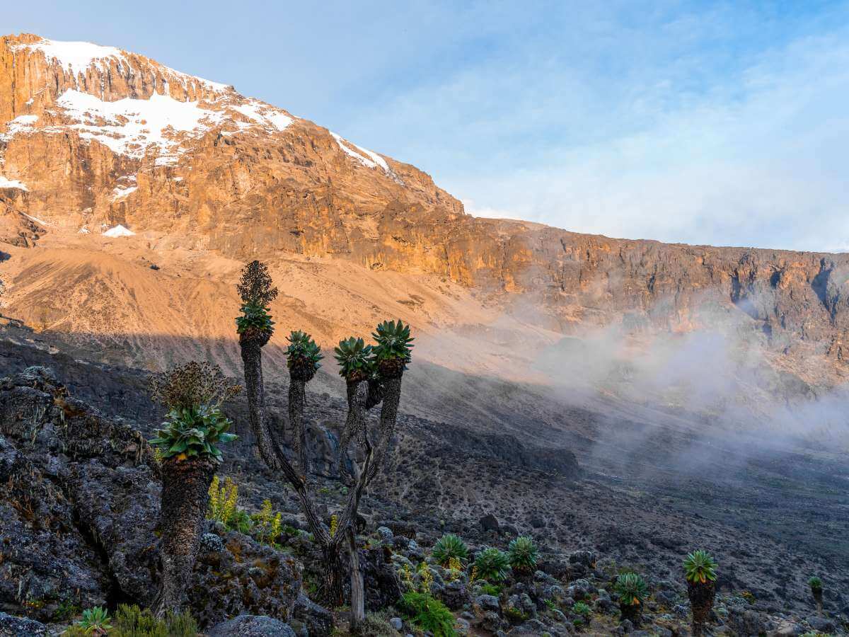 Kilimanjaro trekking