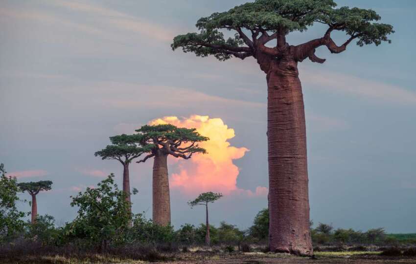 Madagascar naturaleza