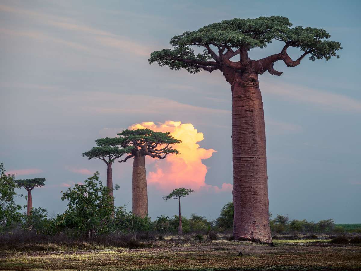 Madagascar naturaleza