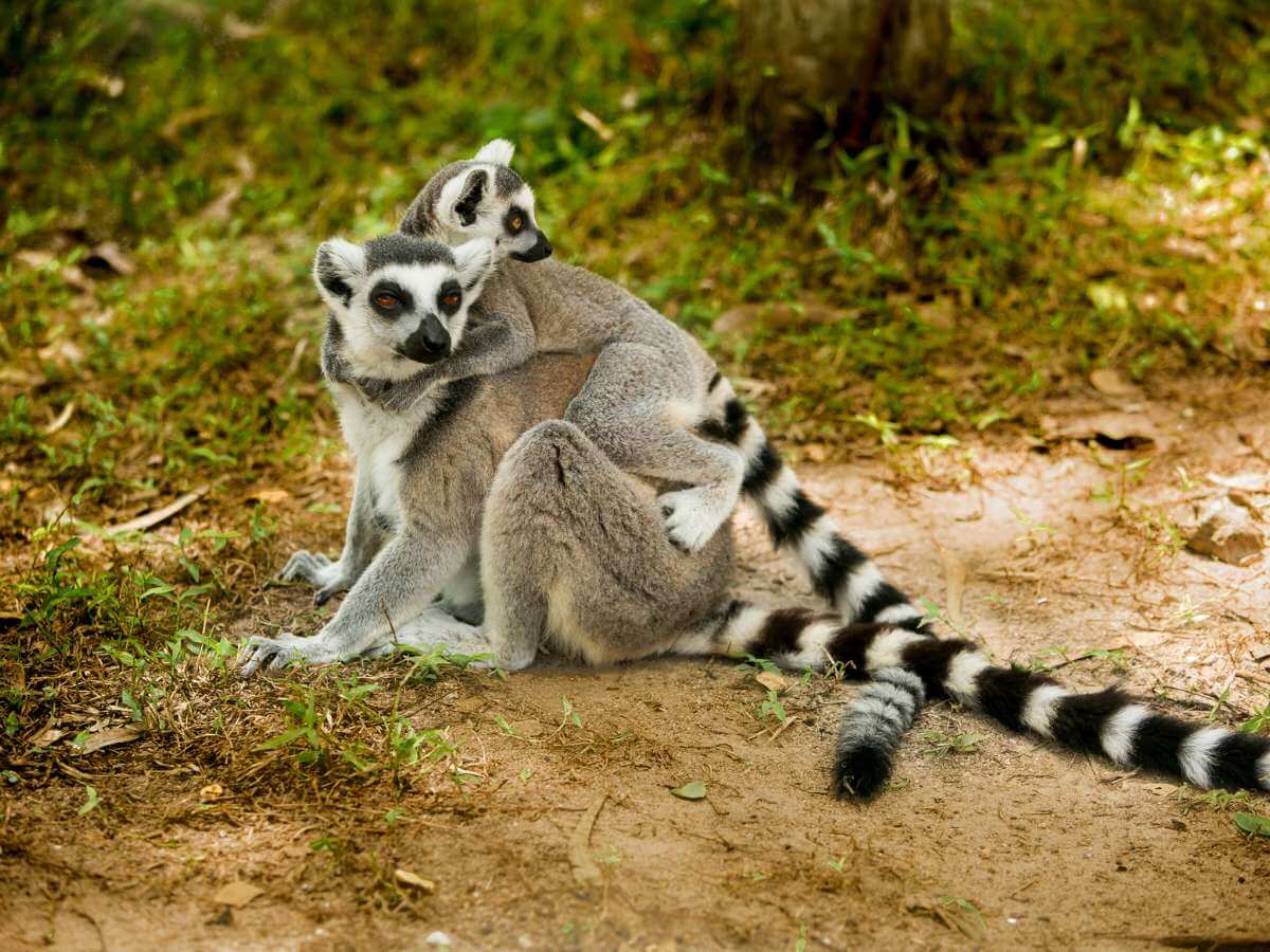 lémures Madagascar