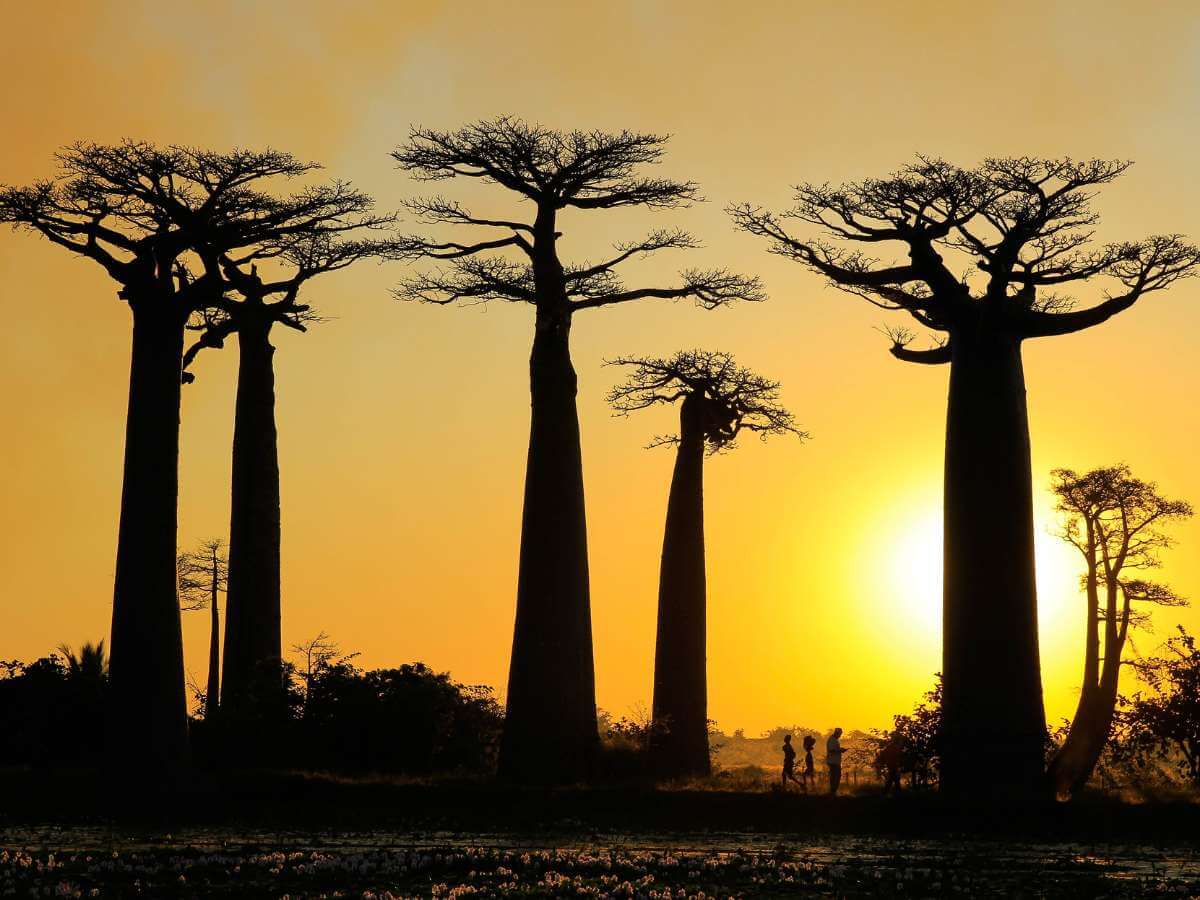 Madagascar naturaleza