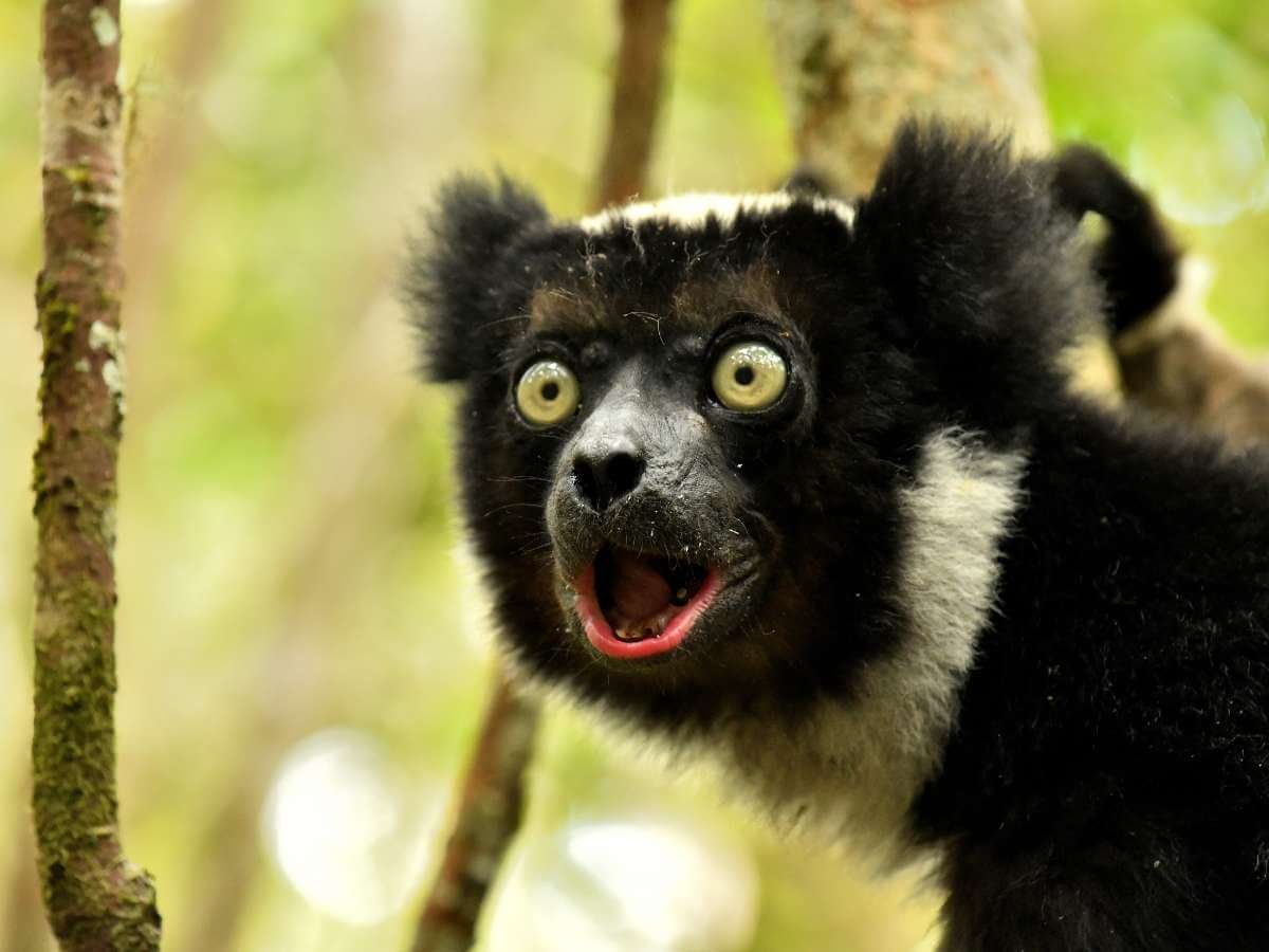 lémures Madagascar