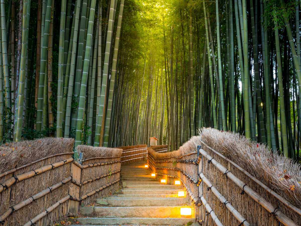 bosque de bambu