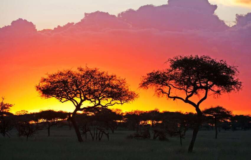 safari Serengeti animales