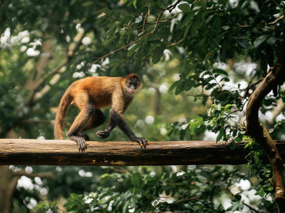 fauna costa rica