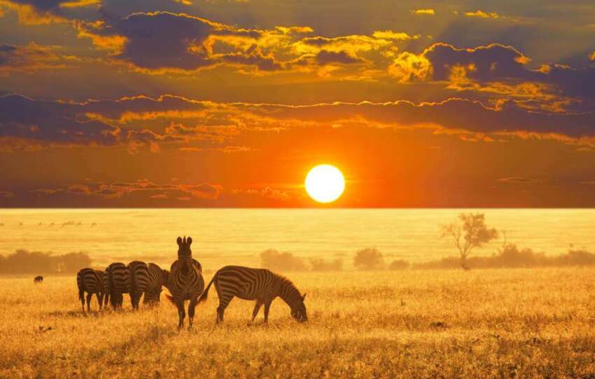 safari Namibia