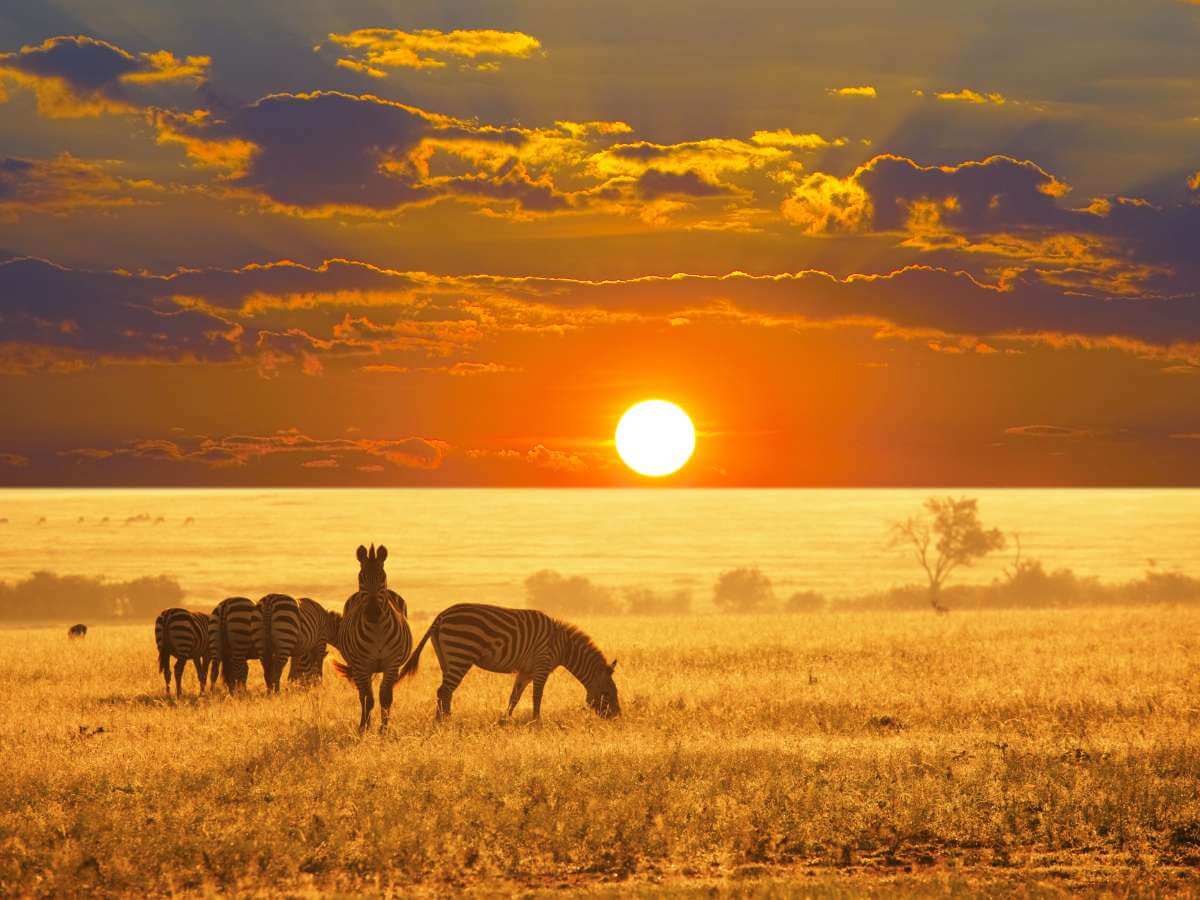 safari Namibia