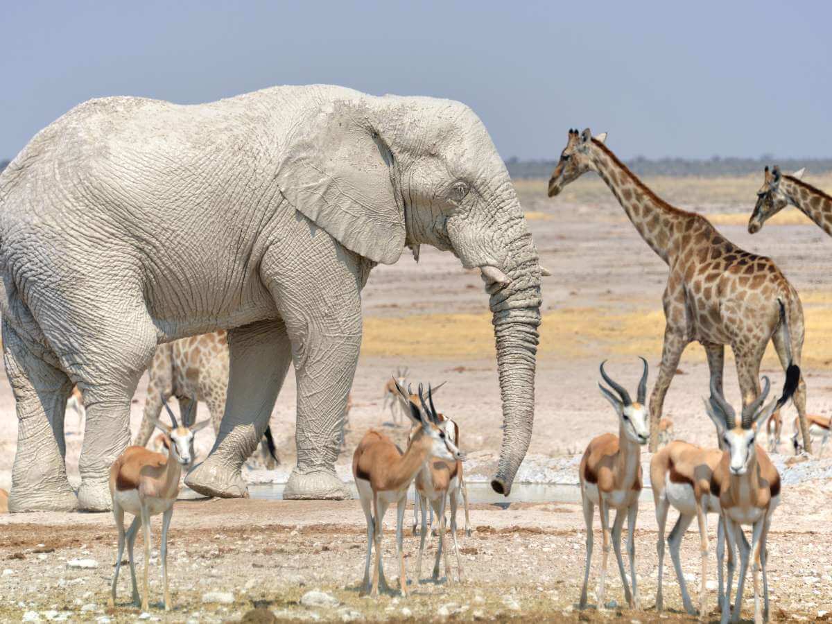 parque nacional namibia