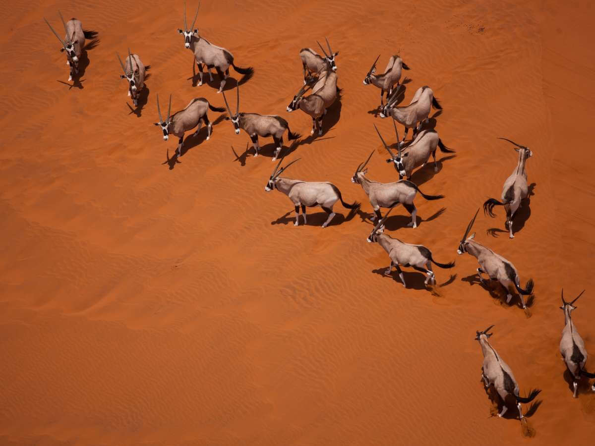 fauna namibia