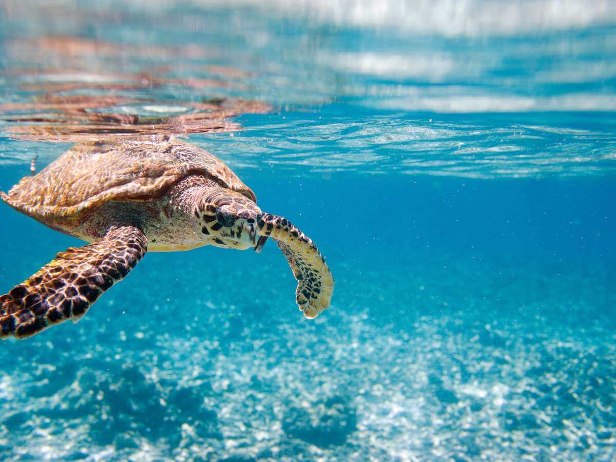 fauna seychelles