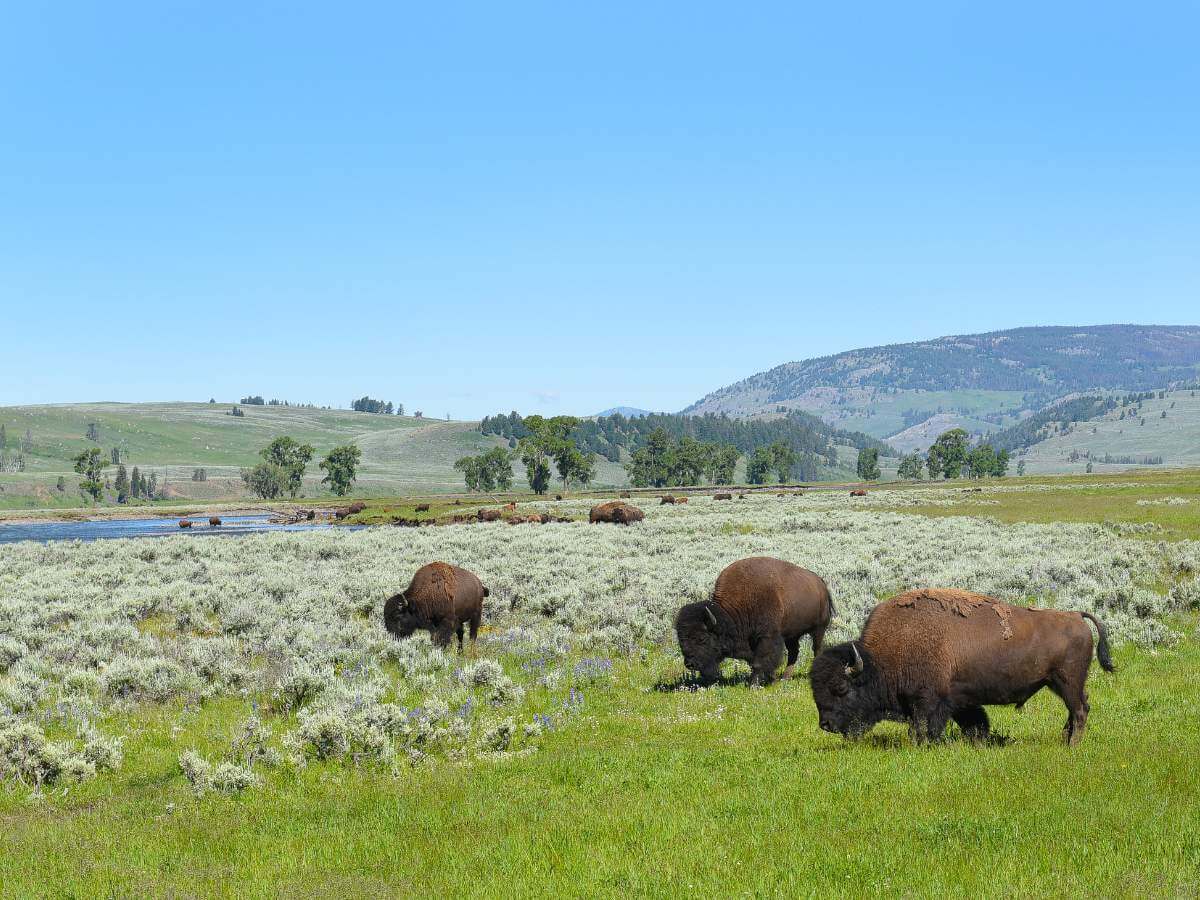 turismo en Yellowstone