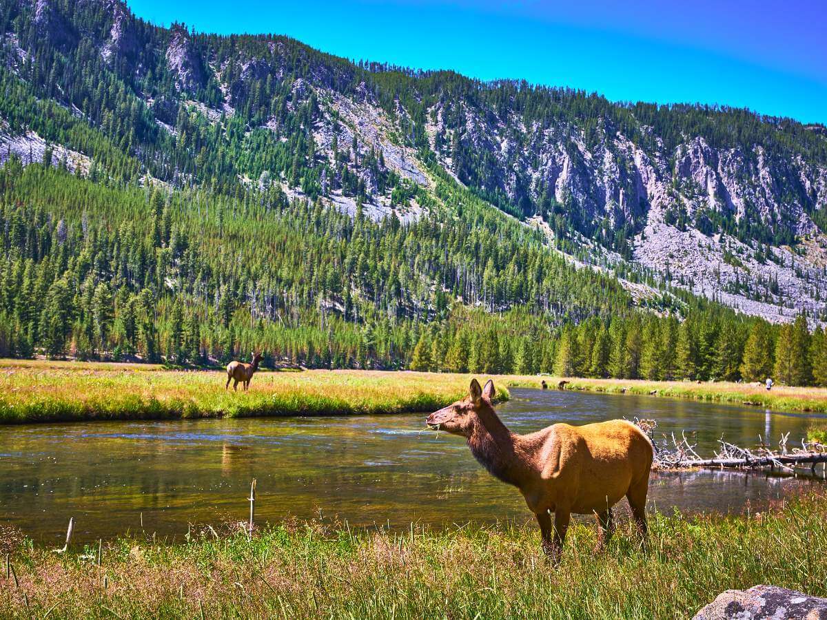 Grand Canyon of the Yellowstone