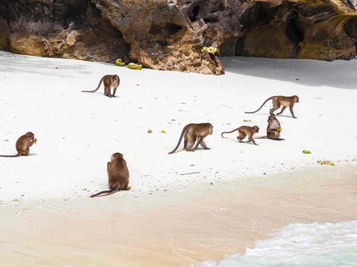 Monkey Beach