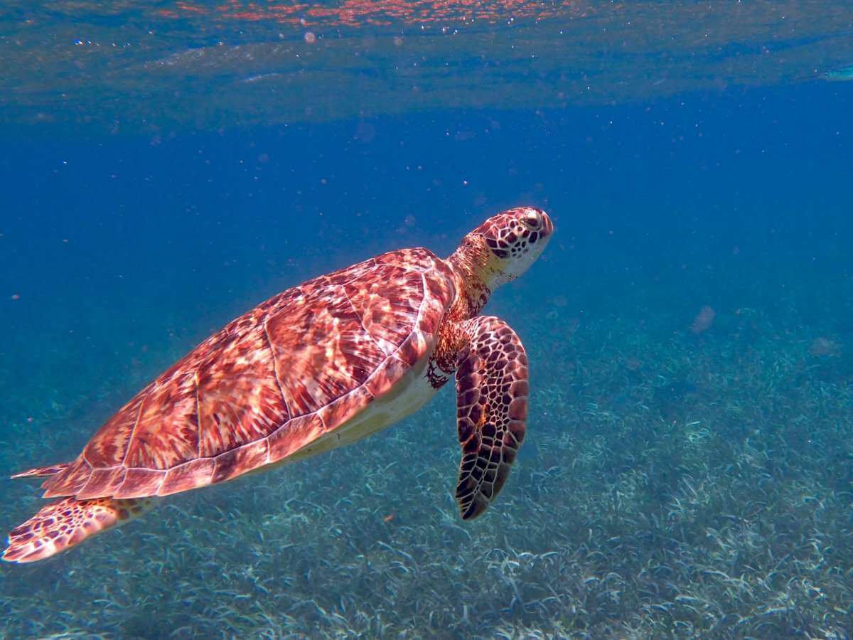 qué hacer en Belice