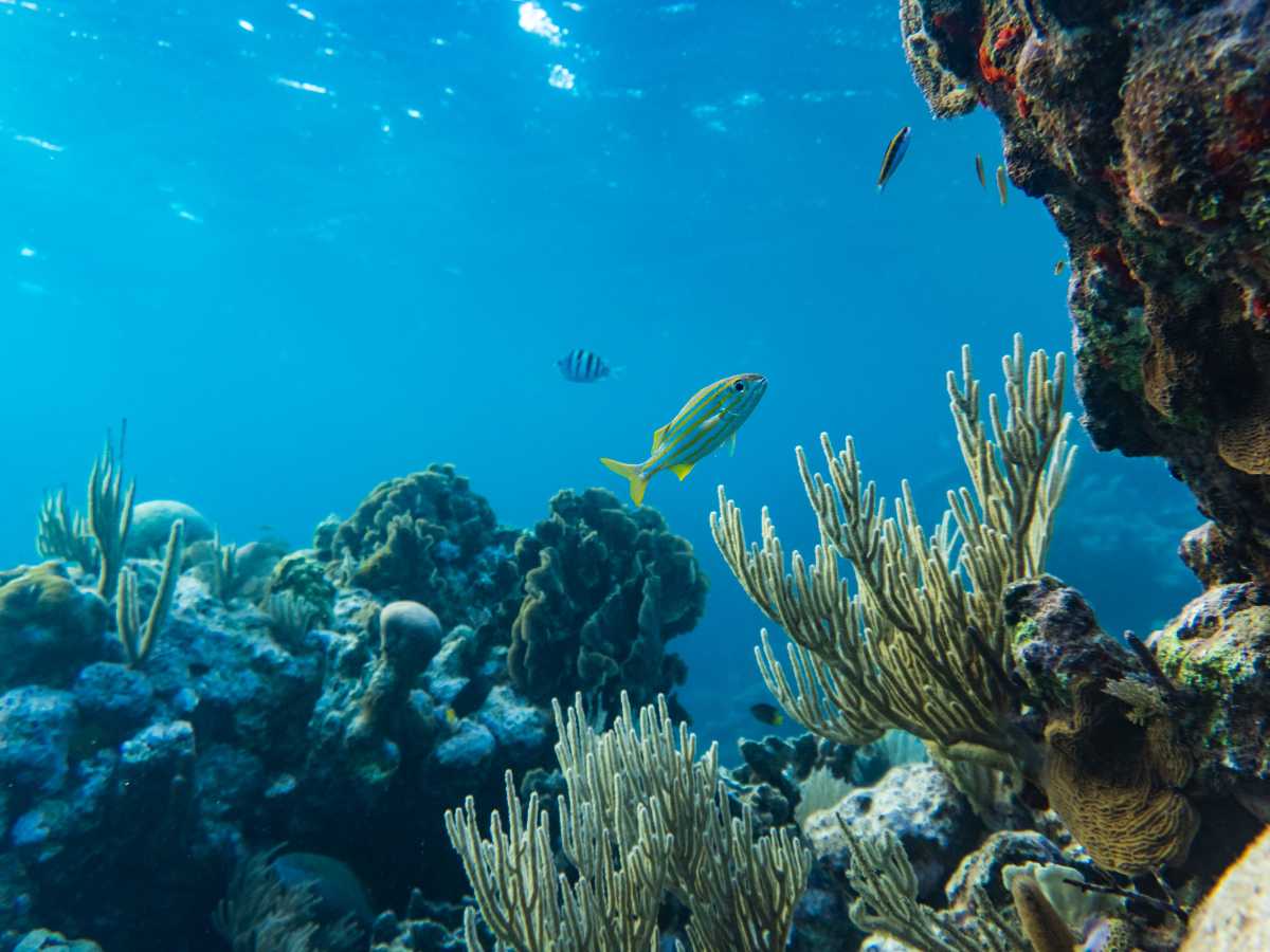 Roatán arrecife coral